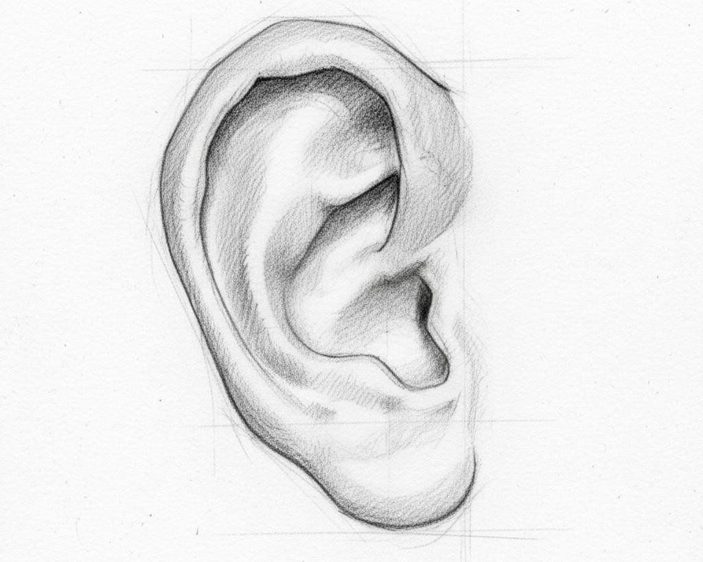 Orelha Humana
